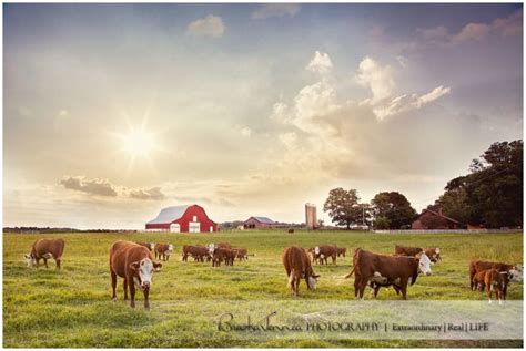 Beautiful Cattle Farm Sunset Portrait Red Barn Beef Cattle Pasture
