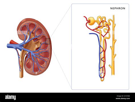 Ilustraci N De La Estructura De La Nefrona La Unidad Estructural Y Funcional B Sica Del Ri N