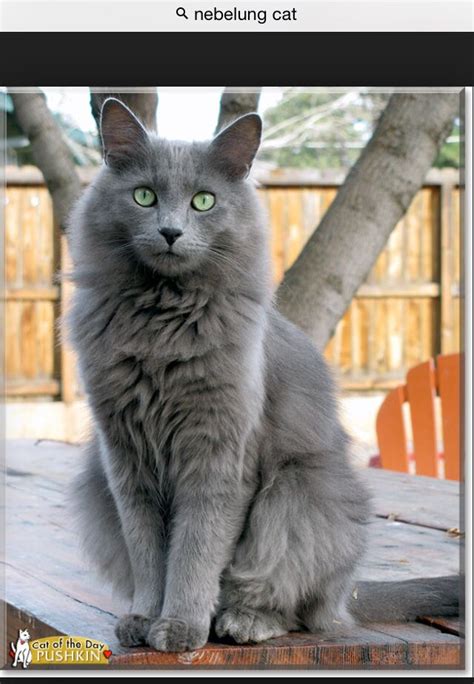 How To Identify A Turkish Angora Cat Black Victoria Milos Coloring Pages