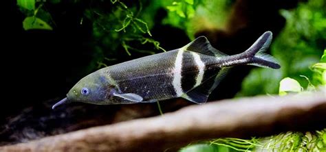 An Electric Fish Sparks Intrigue Tropical Fish Hobbyist Magazine