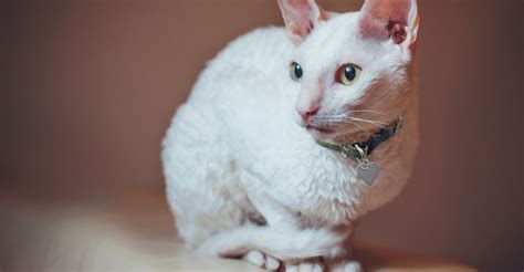 Meet The White Cat Breeds White Cat Breeds Cat Breeds White Cats