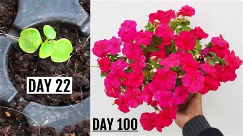 Right Way To Grow Impatiens From Seeds Start To Finish Youtube