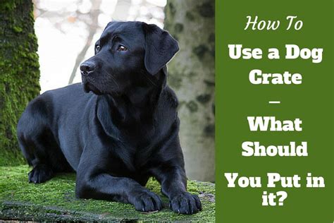 Crate training takes advantage of your dog's natural instincts to seek out a comfortable, quiet and safe place when the environment around them becomes too loud or overwhelming. When to Use a Dog Crate [Plus FREE TIPS on Crating a Dog ...
