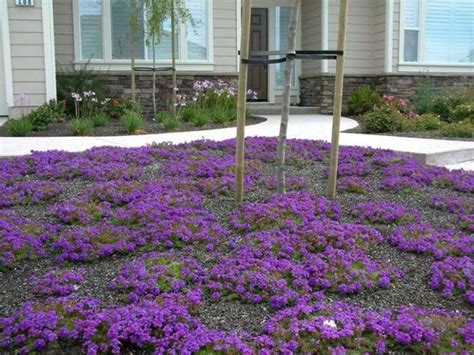 Drought Resistant Ground Cover Plants