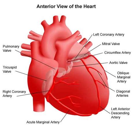 Heart Anatomy