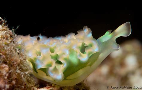 Lettuce Leaf Nudibranch Bonaire Rand Mcmeins Flickr