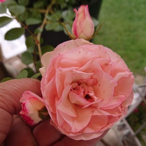 Mini Eden Rose Grönloof Rosen And Hemerocallisverkauf