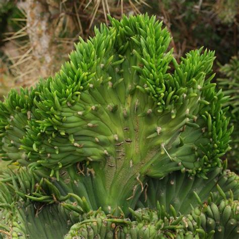 It is a 2 to 4 ft (0.6 to 1.2 m) succulent shrub. Cacti and succulents identification