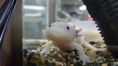 Looking to learn about the axolotl? cute Axolotl - YouTube