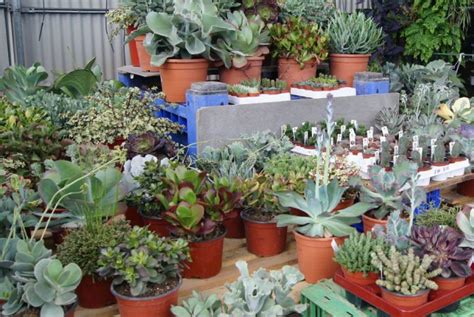 En este video les enseño a cómo preparar su propia tierra para cactus y suculentas, sólo necesitan 3 ingredientes que pueden conseguir fácilmente en. Sustratos para cactus | Revista de Flores, Plantas ...