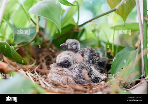 Baby Birds In A Nest In A Hanging Basket Plant Baby Doves Baby