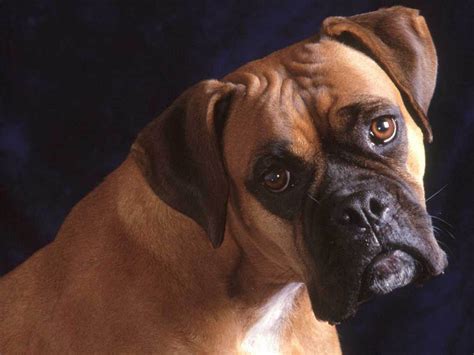 Boxer Dog Wallpapers ~ Picture For Wallpaper