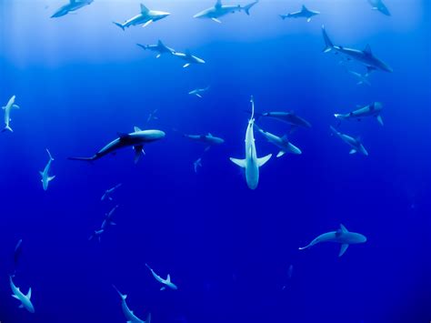 Free Images Sea Ocean Underwater Fish Shark Marine Biology