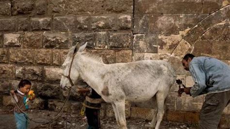 Meet The Man Grooming Cairos Donkeys Al Arabiya News