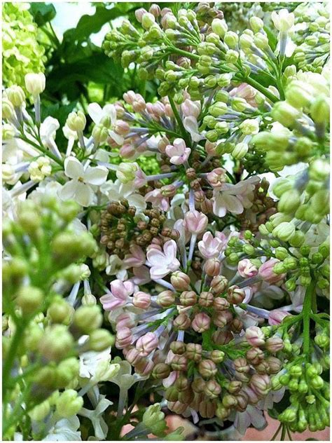 Silk flowers green onion grass (3 sprays) artificial fillers flowers #handmade. Wedding Venues Near Me Golf Club | Wedding flower girl ...