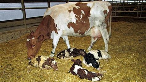 rare triplet calves born at ontario dairy farm cbc news