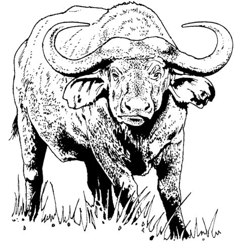 Buffalo has a stocky body, legs that tend to be short, elongated dwarf tail, ears that extend to the side with a slightly pointed tip. African buffalo (Cape buffalo) coloring page ...