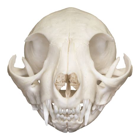 The skull is a bony structure that supports the face and forms a protective cavity for the brain. Real Domestic Cat Adolescent Skull For Sale - Skulls ...