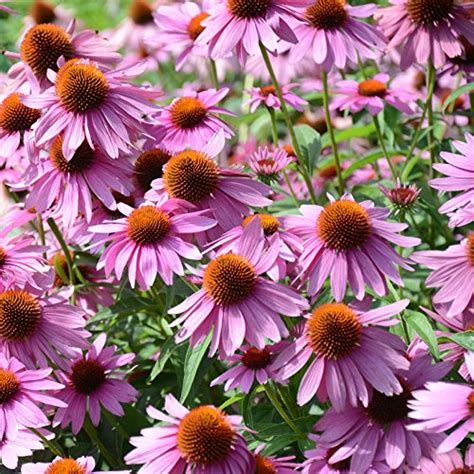 Apr 12, 2019 · the start can sometimes be a little overwhelming so we made a list of easy to grow greenhouse plants for beginners. What Plants Grow Well in Pots in Arizona? - GardenSquared