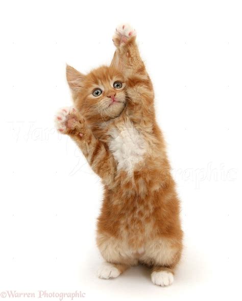 Ginger Kitten Standing Up And Reaching Out Photo Wp25853