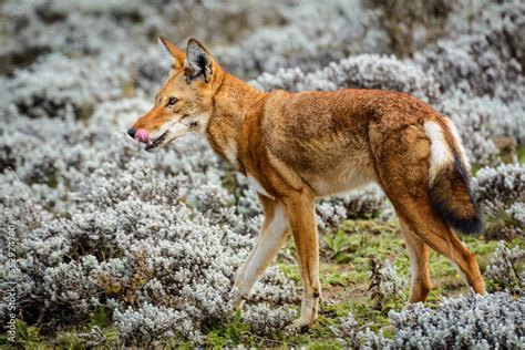 Ethiopian Wolf Canis Simensis Also Known As Abyssinian Wolf Simien