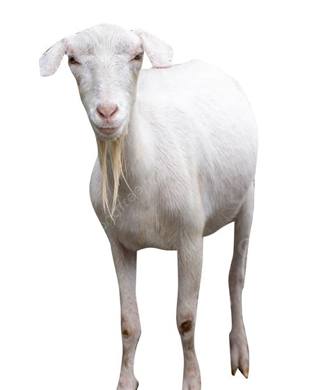 Goat Animal Sheep Goat Animal Png Transparent Image And Clipart For