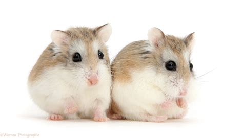 Tiny Roborovski Dwarf Hamsters For Sale As Pets In Street Market One