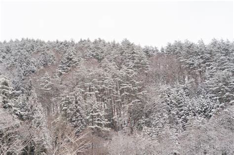 White Snow With Forest Trees On Mountain Hill In Winter Season In