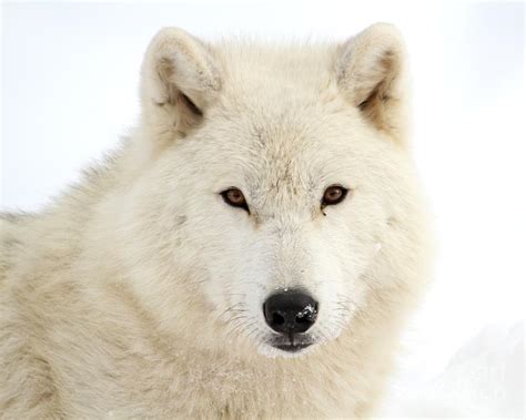 Arctic Wolf Close Up Photograph By Heather King Pixels