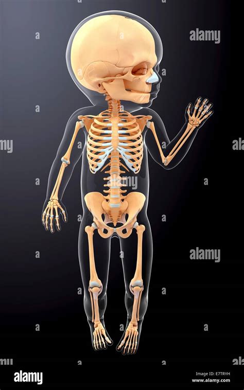 Babys Skeletal System Hi Res Stock Photography And Images Alamy