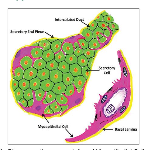 Figure 1 From Pathophysiology Of Myoepithelial Cells In Salivary Glands