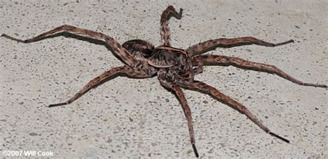 Large Spiders In Nc Wolf Spider