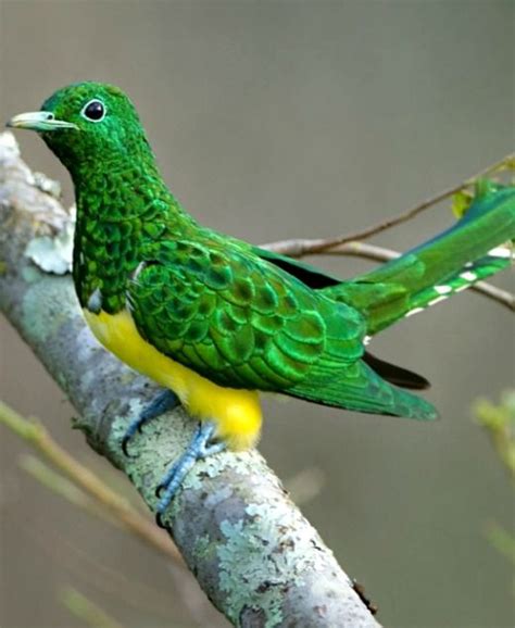 African Emerald Cuckoo Chrysococcyx Cupreus A Species Of Cuckoo