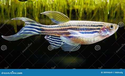 Zebra Danio Mutationzebra Fishglofish In Water Aquarium Stock Image