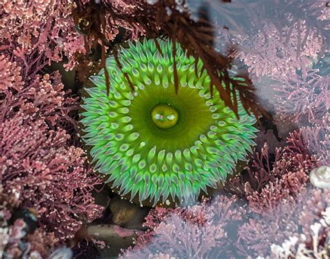 Ask The Naturalist Do Sea Anemones Live Forever Bay Nature