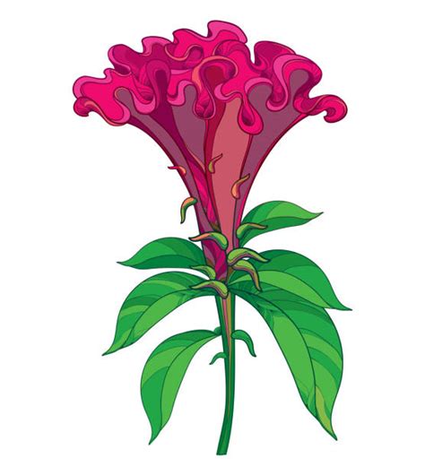 Celosia Flowers Illustrations Royalty Free Vector Graphics And Clip Art