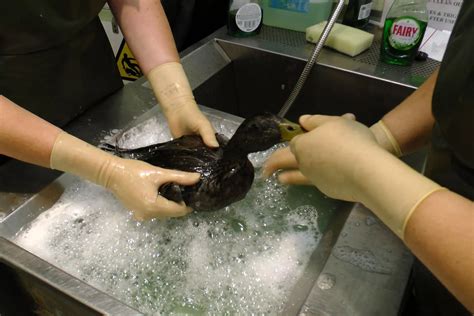 Oiled Up Ducks Rescued North Wales Live