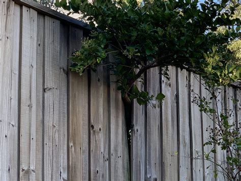Tree Pushing Through The Fence Fence Makeovers Richardson Texas