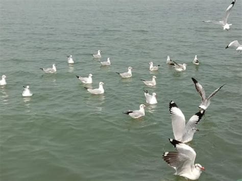 Almost 50000 Birds Counted At Chilika Lake On May 25