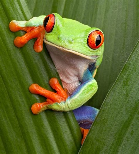 Colourful Tree Frog Img Foxglove