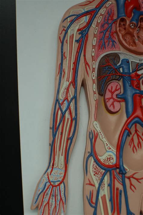 Arteries And Veins Anatomy