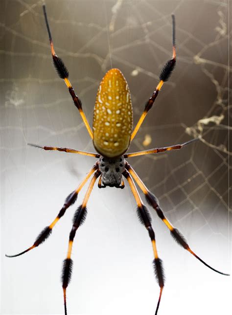 Filebanana Spider