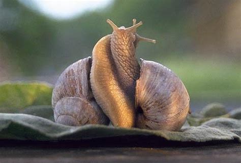 Ongeacht de grootte van de opdracht, wij garanderen dat alles op tijd aankomt! Escargot, mon ami…. | Cuk.ch