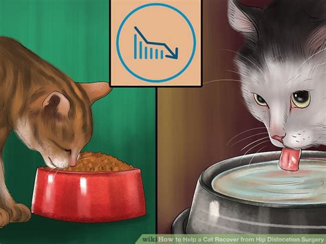 Partially dislocated hip symptoms may be more subtle than those of a complete dislocation. 3 Ways to Help a Cat Recover from Hip Dislocation Surgery
