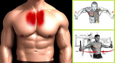 Building Muscle Developing Your Inner Pectorals All