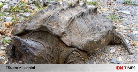 Cara daftar franchise olive fried chicken jogja. 5 Fakta Alligator Snapping Turtle yang Mengerikan