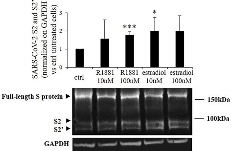 Frontiers Tmprss2 Expression And Activity Modulation By Sex Related Hormones In Lung Calu 3