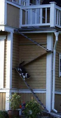 They stretch up the entire height of a wall and are built. CAT -LADDERS: Björnäs, this design would provide a great cat workout in catio too:) #cats #catio ...