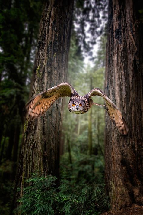Owl In The Forest Owl Animals Beautiful Pet Birds