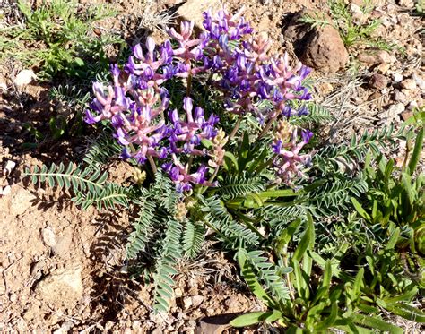 Early Flowers In Southwest New Mexico Casitas De Gila Nature Blog